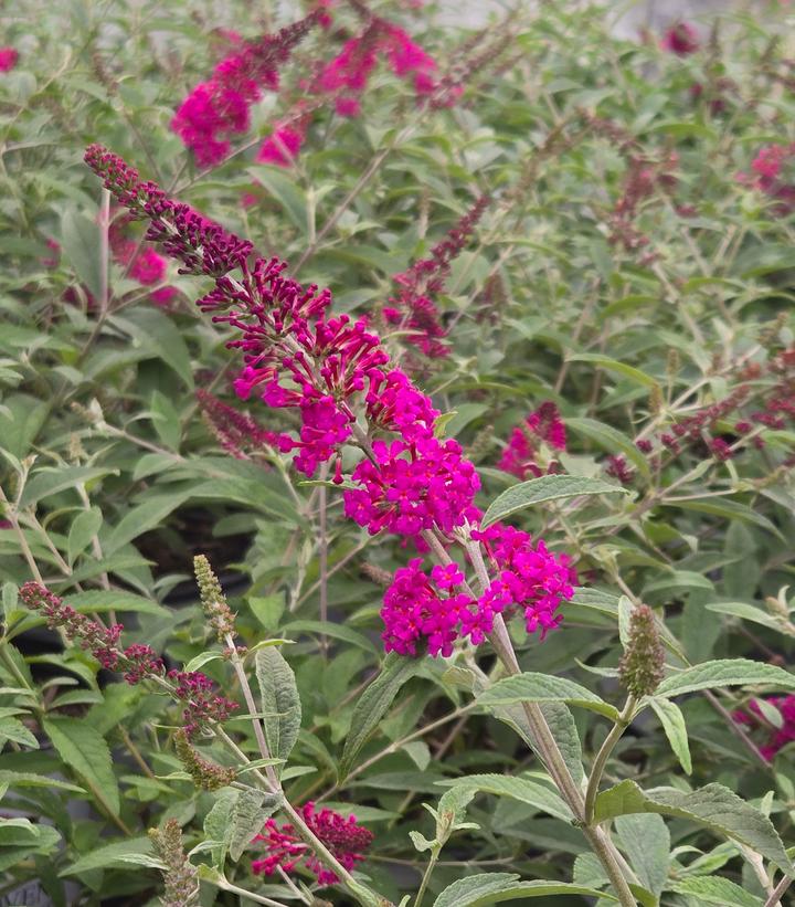 Buddleia x Miss Ruby