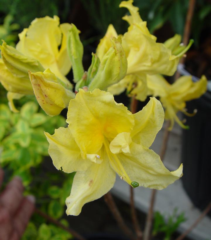 Azalea x Northern Lights 'Lemon Lights'