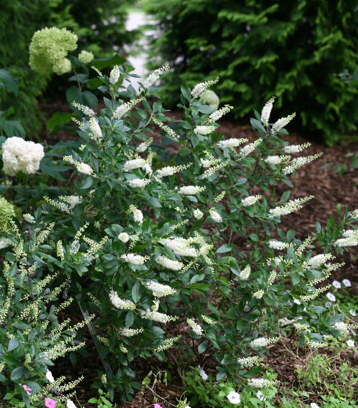 Clethra alnifolia Vanilla Spice®