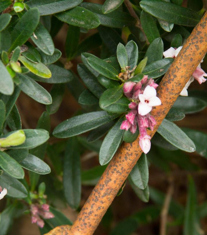 Daphne x transatlantica 'Eternal Fragrance'