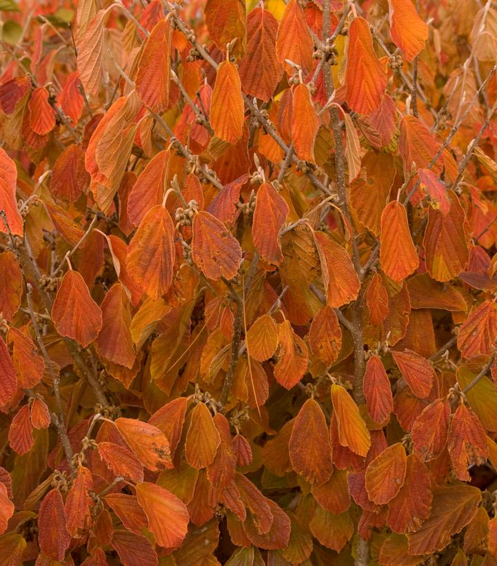 Hamamelis X int. Arnold Promise