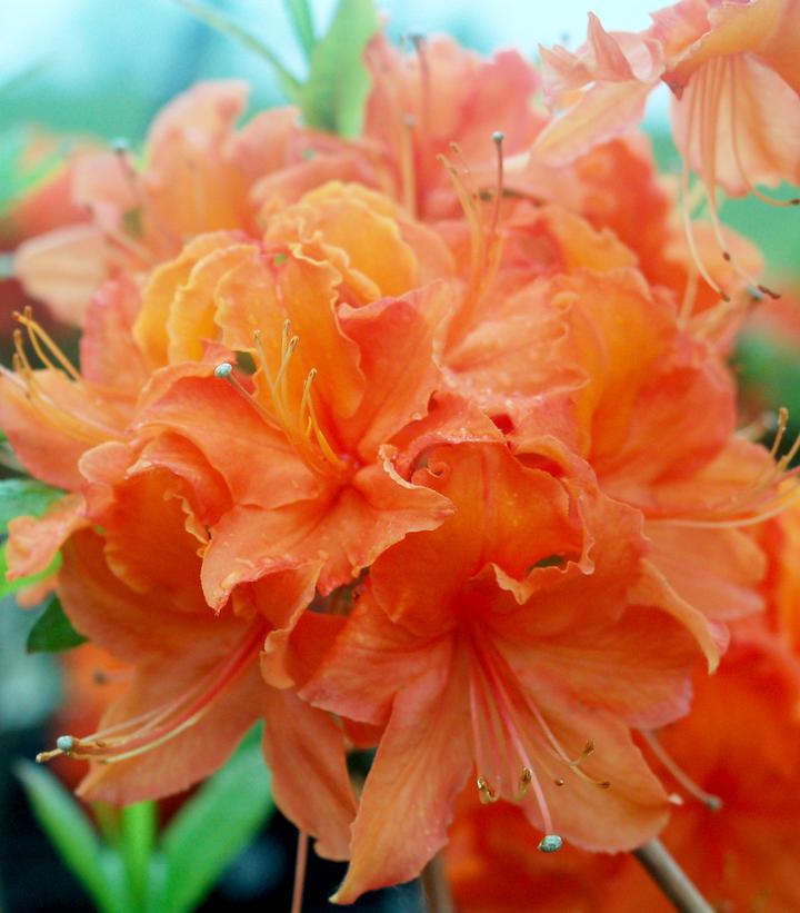 Azalea x Northern Lights 'Mandarin Lights'