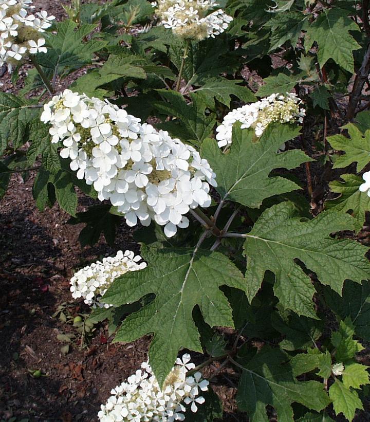 Hydrangea quercifolia 
