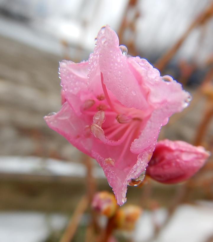 Azalea mucronulatum 'Cornell Pink'