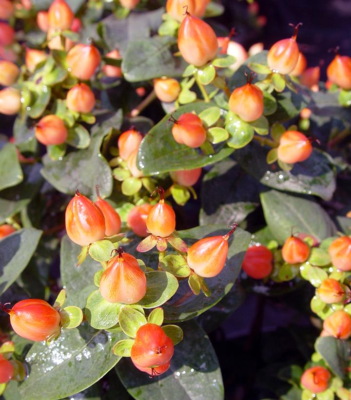 Hypericum inodorum Pumpkin