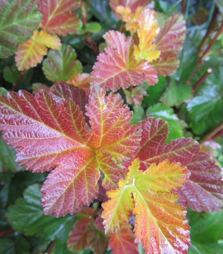 Physocarpus Amber Jubilee™