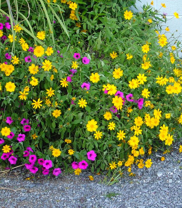 Coreopsis pubescens 'Sunshine Superman'