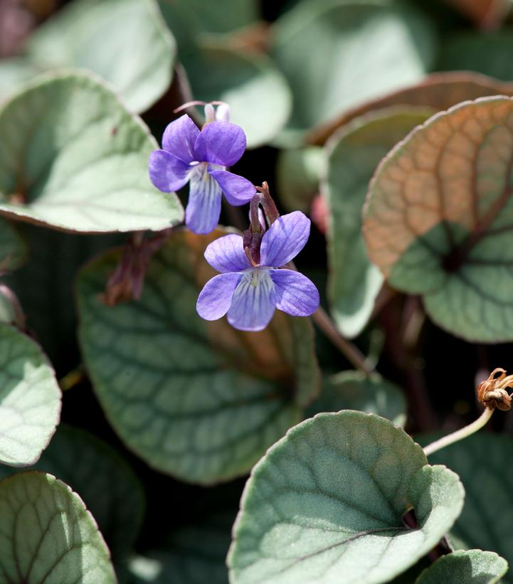 Viola walteri 'Silver Gem'