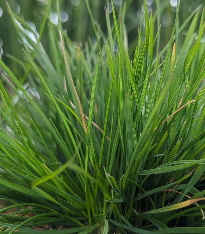 Deschampsia cespitosa 'Pixie Fountain'