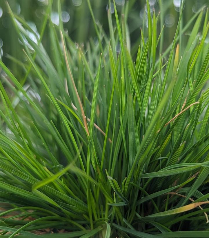 Deschampsia cesp. Pixie Fountain