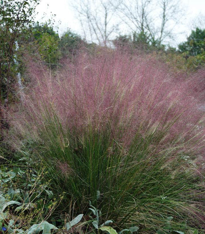 Muhlenbergia capillaris 