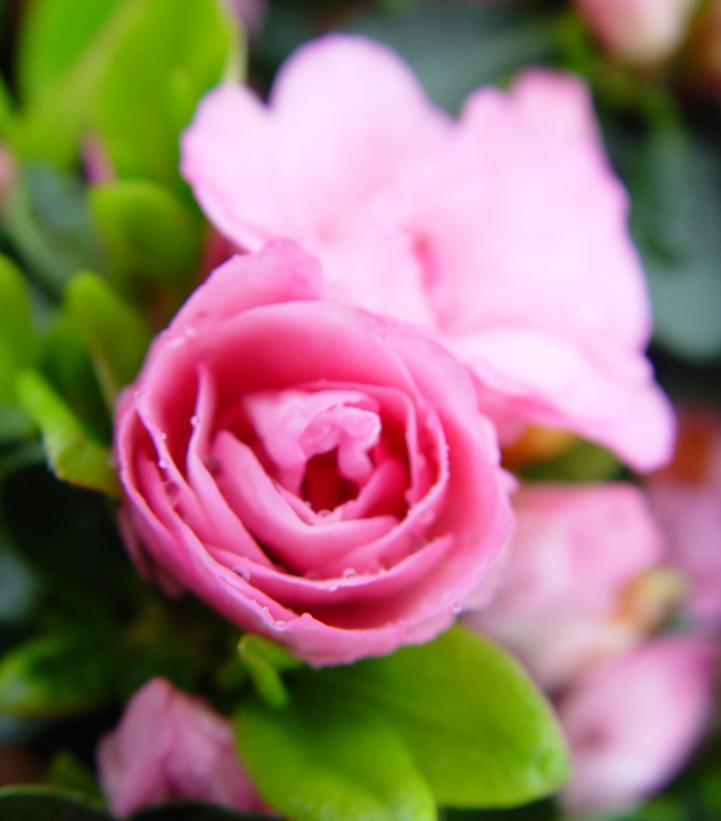 Azalea x 'Rosebud'