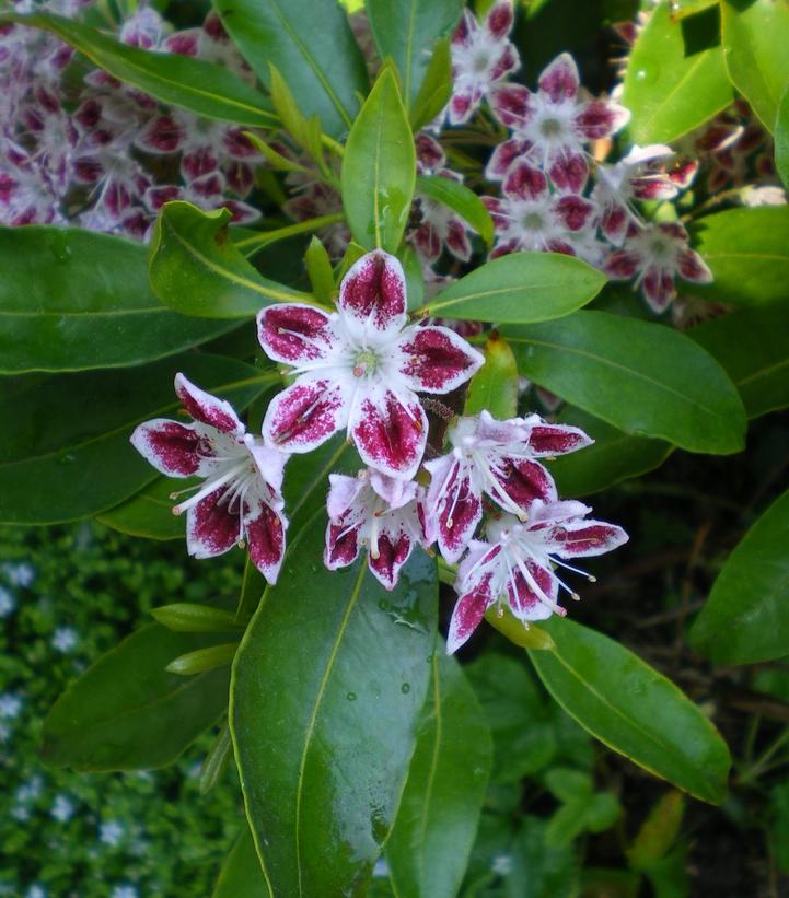 Kalmia latifolia Galaxy
