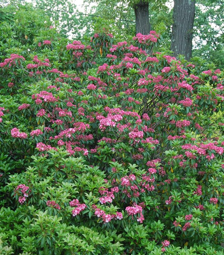 Kalmia latifolia 'Goodshow'
