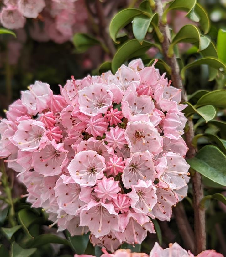 Kalmia latifolia Little Linda