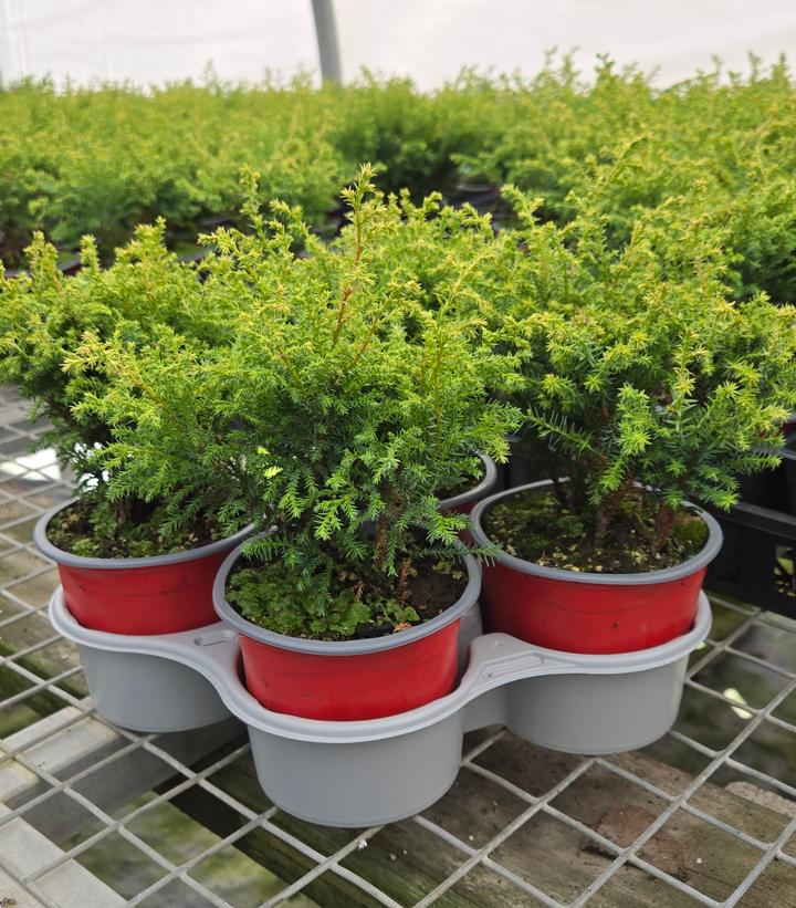 Chamaecyparis pisifera 'Cream Ball'