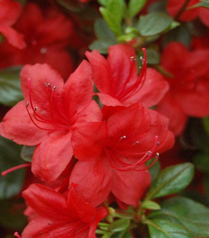 Azalea x 'Stewartstonian'