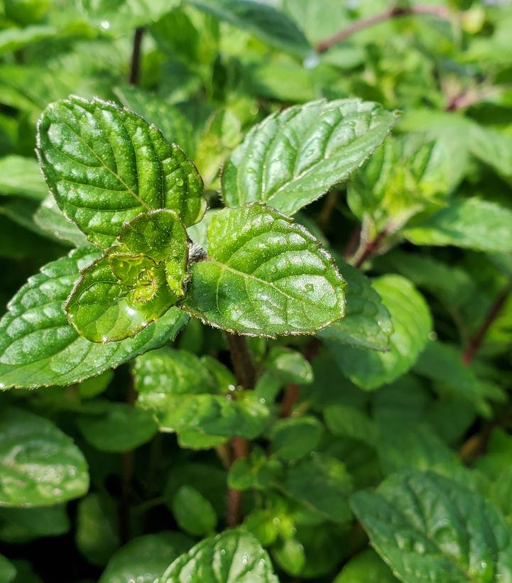 Mentha x Berries & Cream™