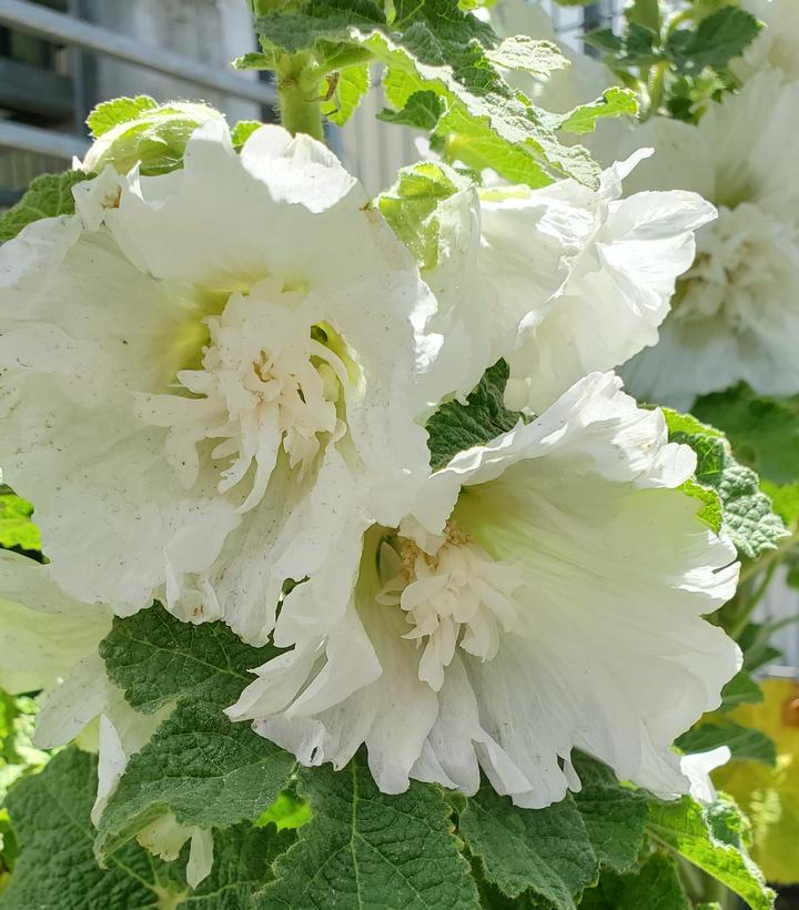 Alcea rosea annua Spring Celebrities White