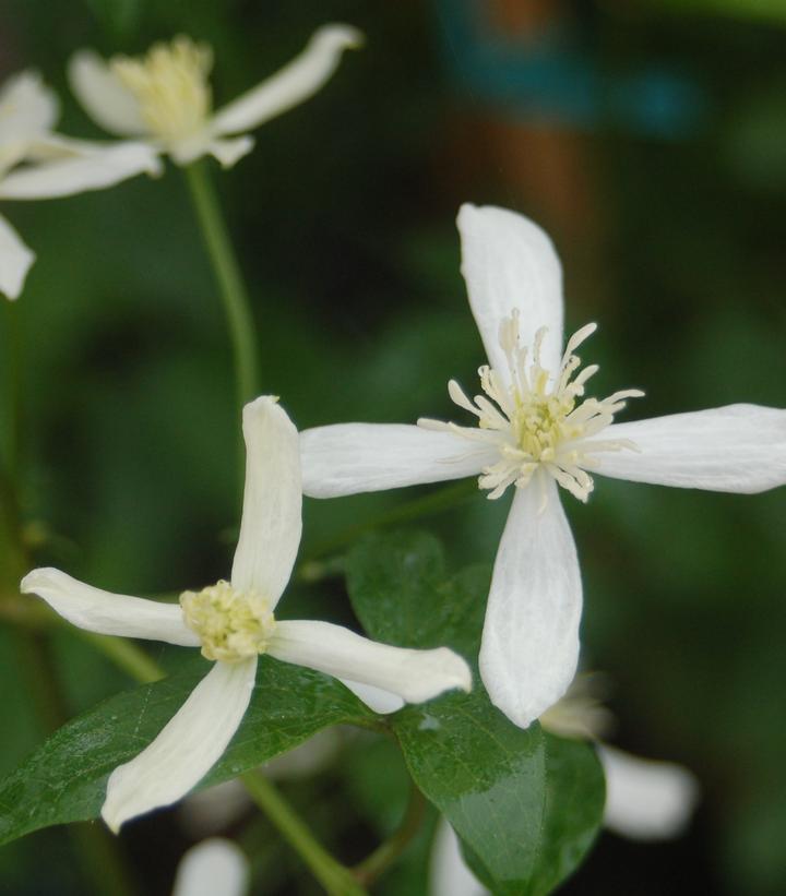 Clematis paniculata 