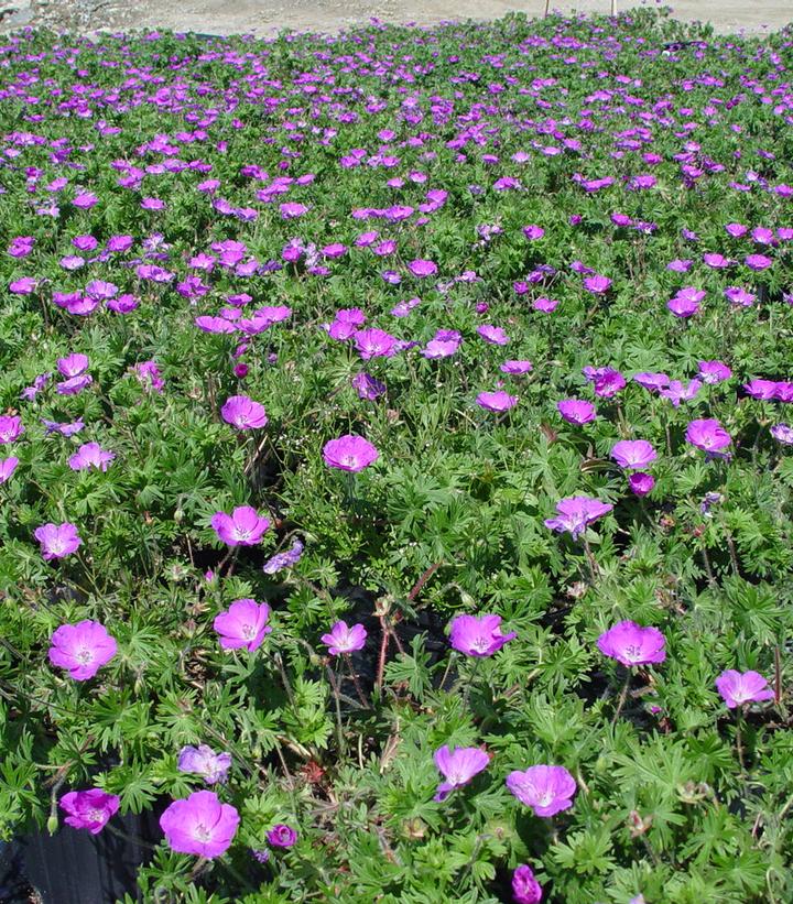 Geranium sanguineum New Hampshire
