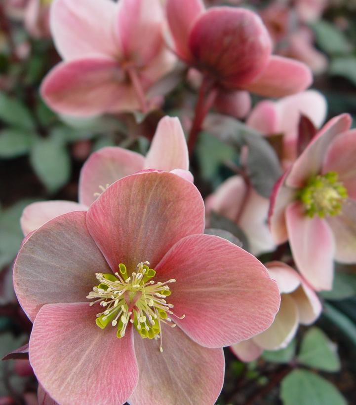 Helleborus x Royal Heritage™