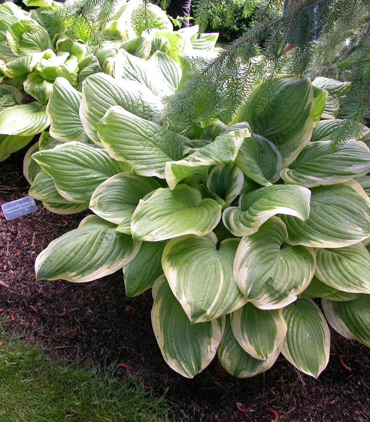 Hosta 'Fragrant Bouquet'