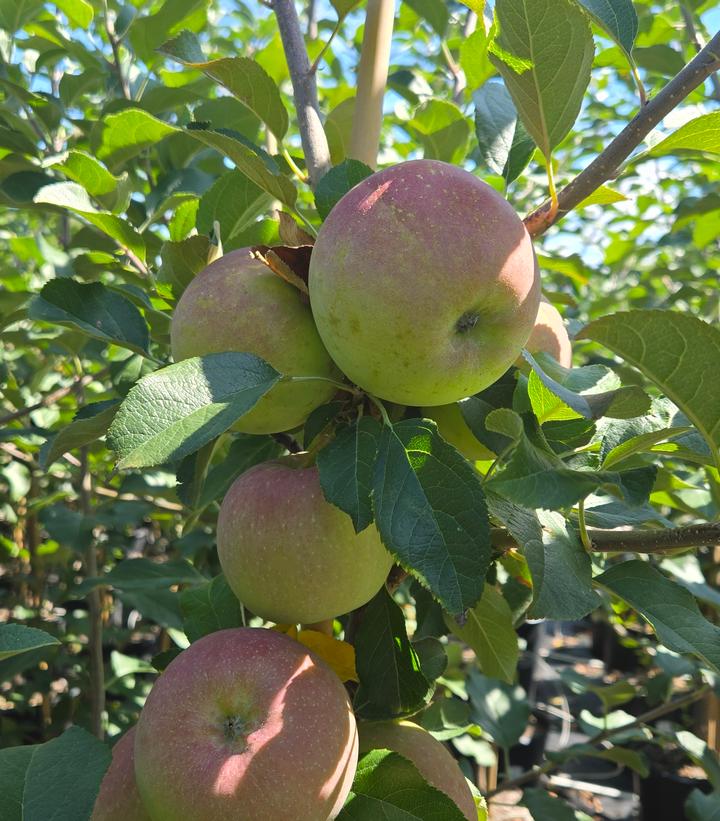 Malus X Fuji
