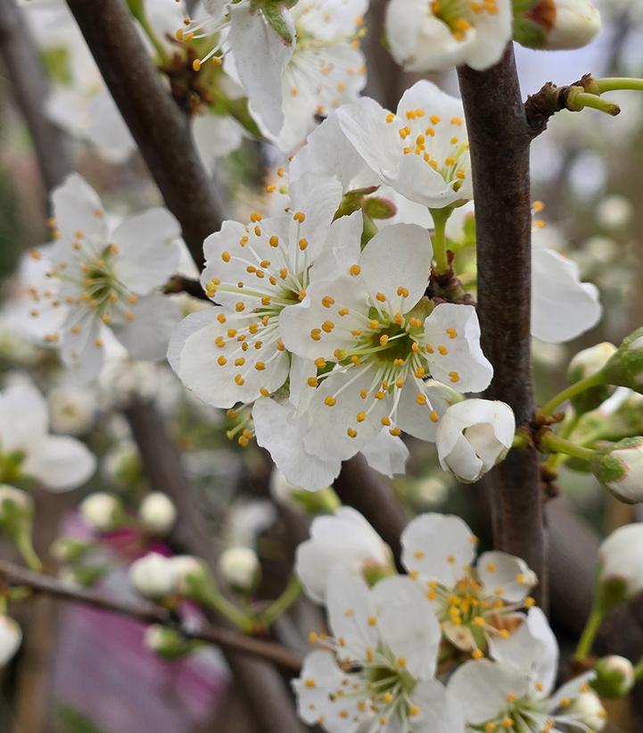 Prunus 'Shiro'