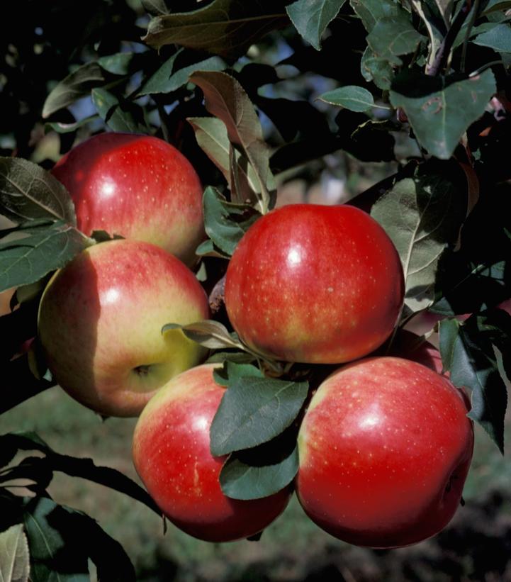 Malus x Zestar!®