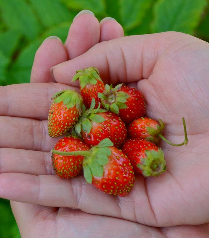 Strawberry 'Gasana'