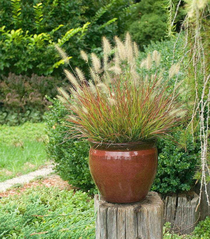 Pennisetum alopecuroides Burgundy Bunny