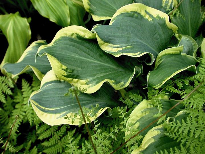 Hosta hybrid Shadowland® Shadowland® 'Wheee!'