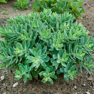 Sedum x Rock 'N Round® 'Pure Joy'
