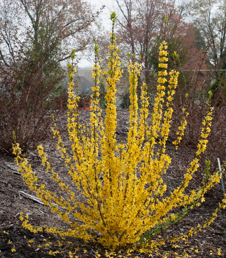Forsythia x Show Off® Starlet