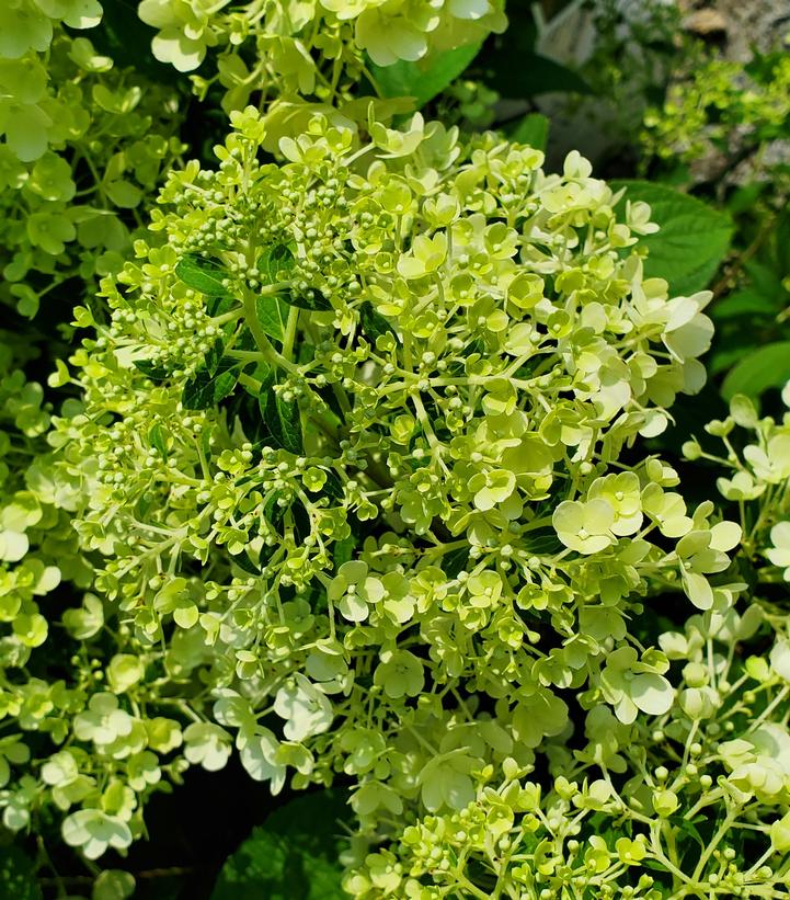 Hydrangea paniculata Bobo®