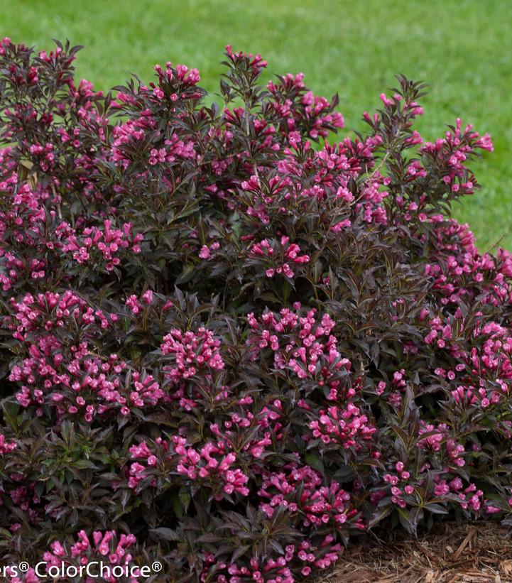 Weigela florida Spilled Wine®