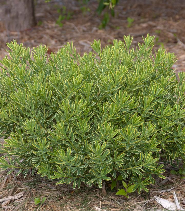 Daphne X burkwoodii Carol Mackie