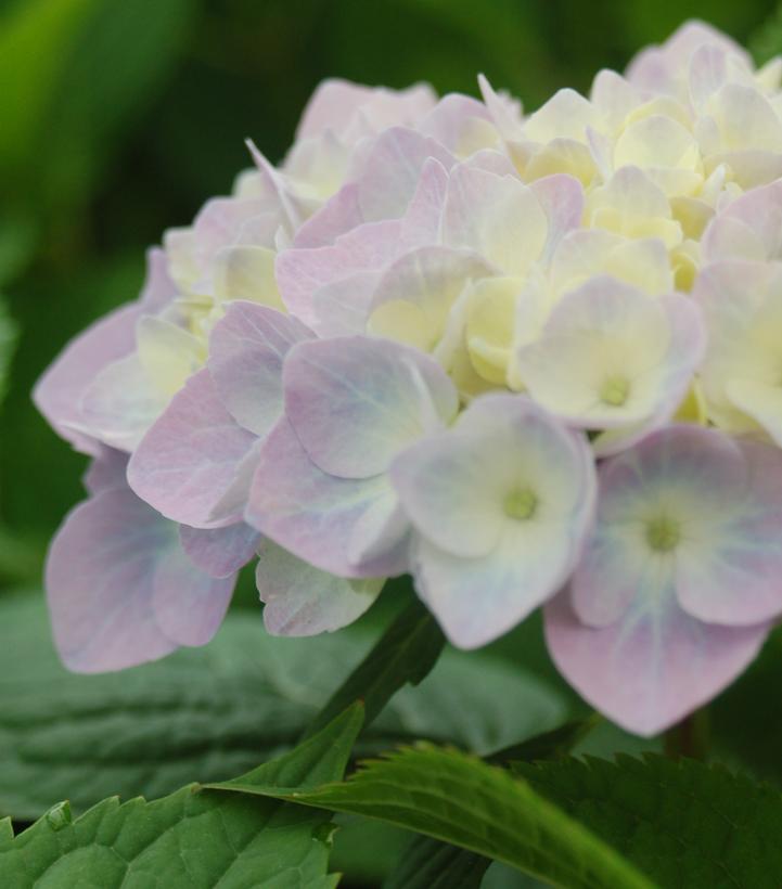 Hydrangea macrophylla Nantucket Blue