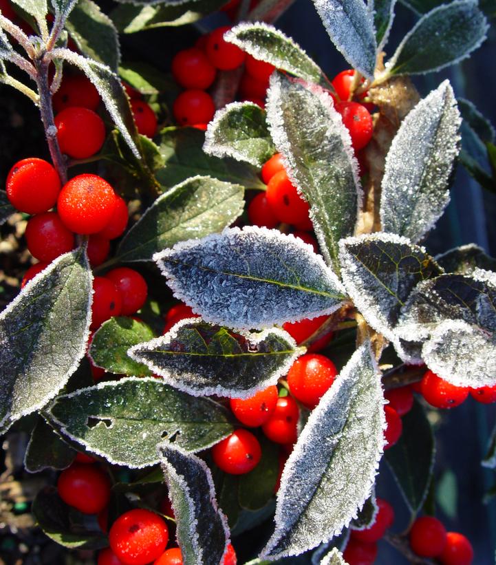 Ilex verticillata 'Red Sprite'