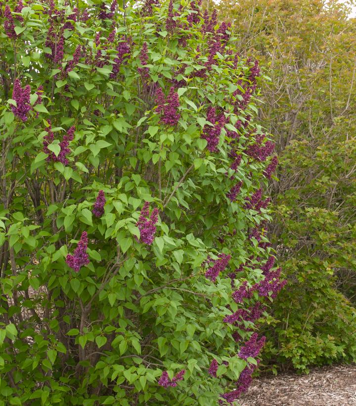 Syringa vulgaris 'Charles Joly'