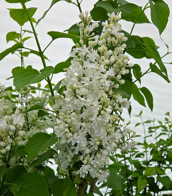 Syringa vulgaris 'Krasavitsa Moskvy'