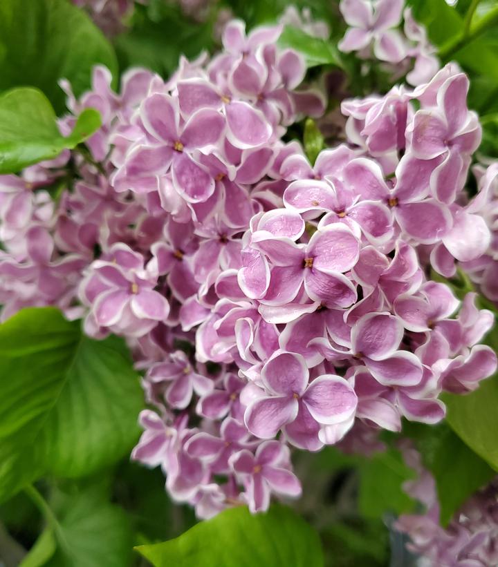 Syringa vulgaris 'Sensation'