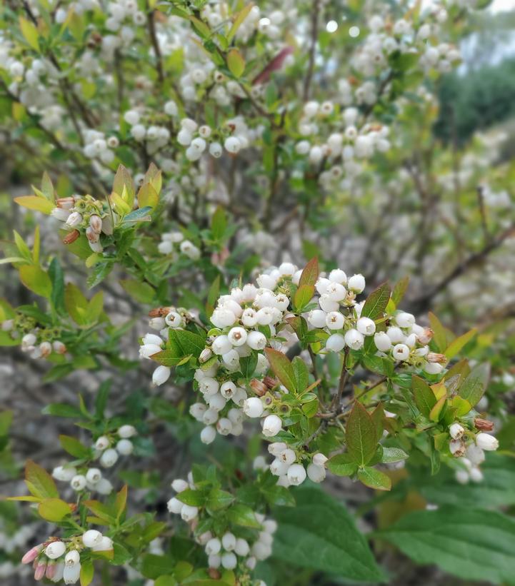 Vaccinium corymbosum 'Chandler'