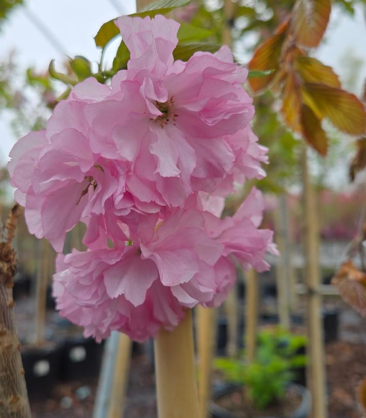 Prunus serrulata Kwanzan