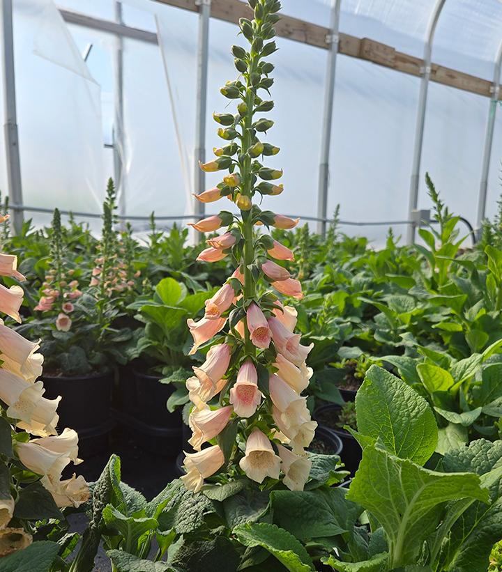 Digitalis purpurea 'Dalmation Peach'