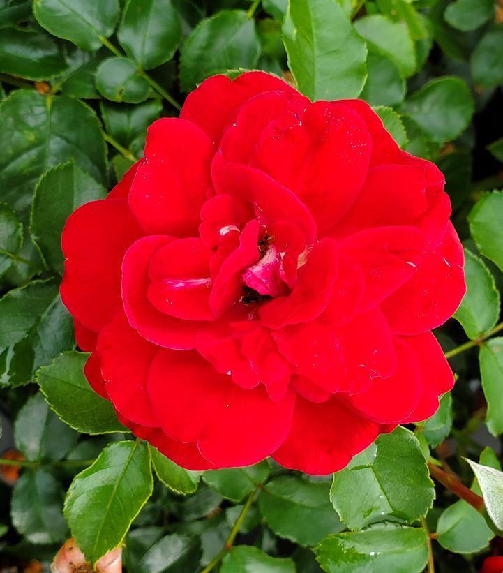 Rosa Easy Elegance® Paint The Town