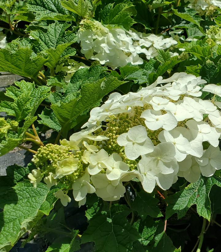 Hydrangea quercifolia 'Ruby Slippers'