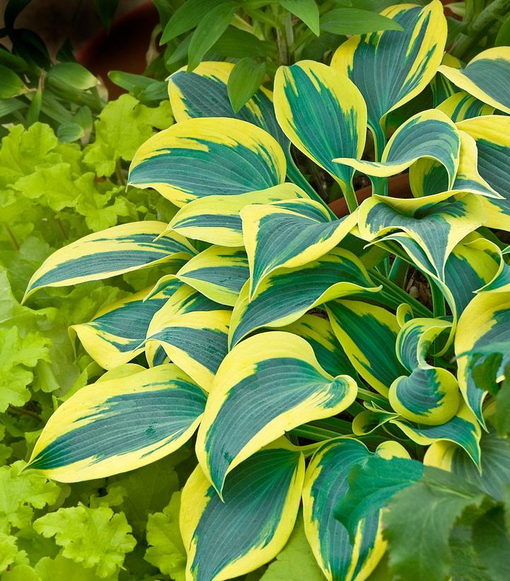 Hosta hybrid Shadowland® Shadowland® 'Autumn Frost'