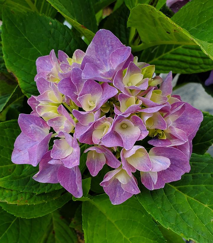Hydrangea macrophylla Let's Dance® Let's Dance® Rhythmic Blue®